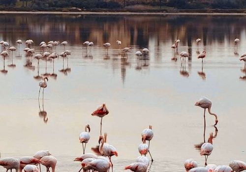 Słone jezioro flamingi